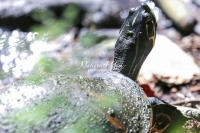 Florida red-bellied cooter - turtle in the swamps of the Everglades