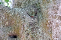 Blue-tailed Skink lizard crawling up a tree in the Everglades