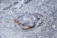Jellyfish at the beach in Florida
