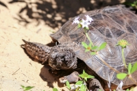 Gropher tortoise turtle in the swamps of the Everglades
