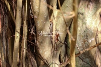 Brown anole lizard crawling up a tree in the Everglades