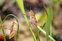 Lubber Grasshoppers climbing up leaves in the Everglades