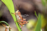 Lubber grasshopper crawling up a leaf in the Everglades