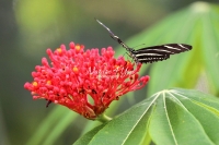 Zebra longwing butterfly on a flower in the Everglades