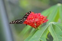 Zebra longwing butterfly in a flowery area in the Everglades