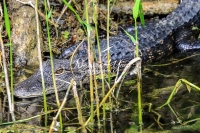 American alligator resting in Cypress waters