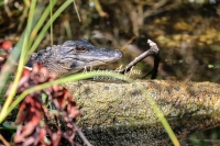 American alligator in the swamps of the Everglades