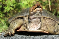 Florida Softshell turtle resting on road side in the Everglades