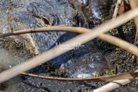 American alligator resting in Cypress waters
