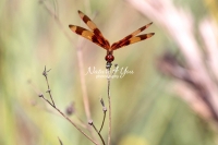 Halloween pennant dragonfly among flowers in the Everglades