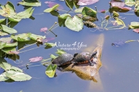 Florida red-bellied cooter turtles sunbathing surrounded by Cypress water
