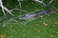 American alligator resting in the Cypress waters