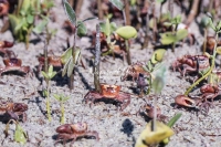 Crabs at the beach in the Everglades