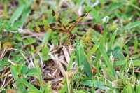 Halloween Pennant dragonfly eating insects in the Everglades