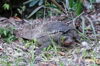 Florida Softshell turtle resting in the Everglades