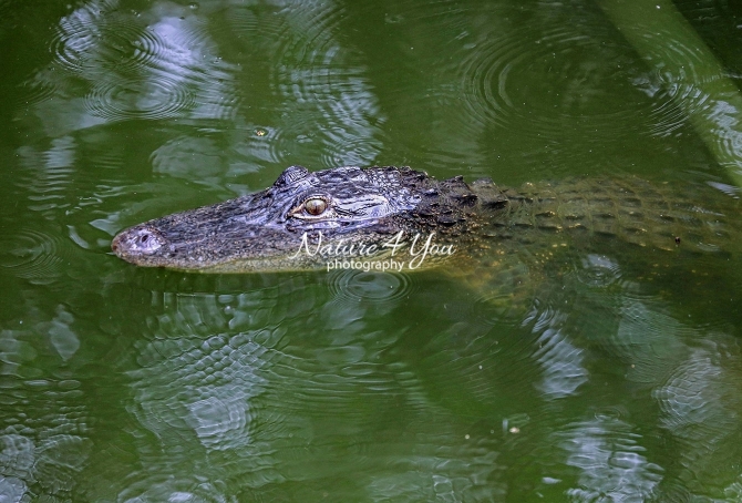 American alligator on the watch in Cypress waters