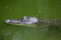 American alligator in the swamps of the Everglades