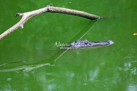 American alligator resting in Cypress waters