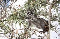 Raccoon climbing trees in the swamps of the Everglades