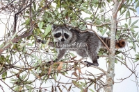 Raccoon climbing a tree in the swamps of the Everglades