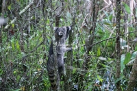 Raccoon climbing up trees in the Everglades