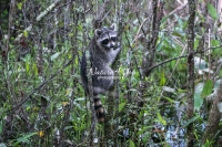 Raccoon climbing trees in the swamps of the Everglades