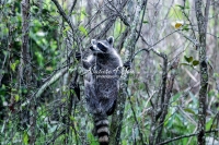 Raccoon climbing trees in the swamps of the Everglades