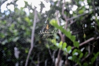 Golden Silk Orb-weavers Banana spider in the Everglades