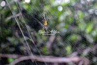 Golden Silk Orb-weaver - Banana spider in the Everglades