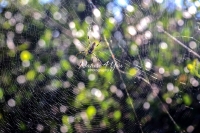 Golden silk orb-weaver in the Everglades