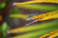 Blue dasher dragonfly in the swamps of the Everglades