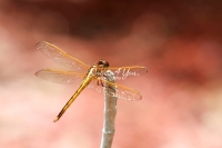 Yellow-sided skimmer in tropical wetland of the Everglades