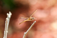 Yellow-sided Skimmer dragonfly in the swamps of the Everglades