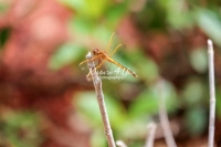 Yellow-sided skimmer dragonfly in tropical wetland of the Everglades