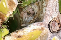 Brown anole lizard crawling down a tree in the Everglades