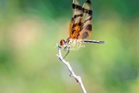 Halloween pennant dragonfly in the swamps of the Everglades