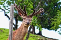 Deer in Bavaria