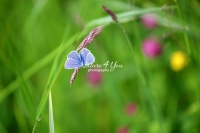 Common Blue butterfly in a flowery area in Bavaria