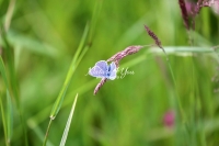 Common blue butterfly on a grass bud in Bavaria