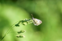 Eastern Bath white butterfly on a flower bud in Bavaria