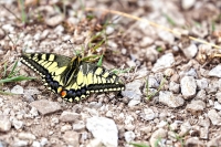 Common yellow Swallowtail butterfly in the mountains of Bavaria