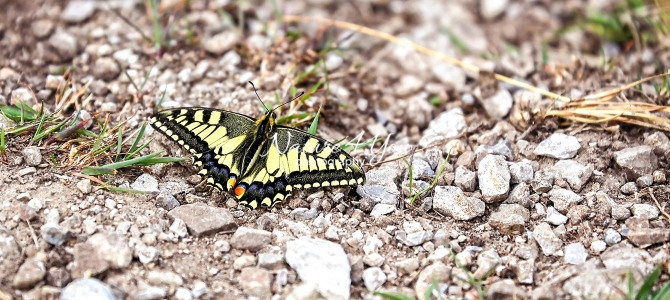 Common yellow Swallowtail butterfly in the mountains of Bavaria