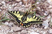 Common yellow swallowtail butterfly in Bavaria