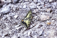 Common Yellow Swallowtail butterfly in the mountains in Bavaria