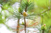Grove snail on a fig in Bavaria