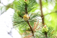 Grove snail on a pine bud in Bavaria