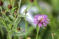 Honey Bee collecting pollen in Bavaria