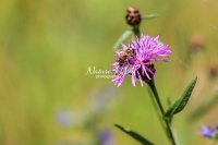 Honey Bee collecting pollen in a flowery area in Bavaria