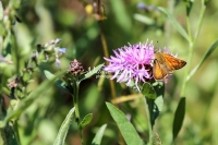 European skipper butterfly among flowers in Bavaria