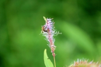 Honey Bee collecting pollen in a flowery area in Bavaria